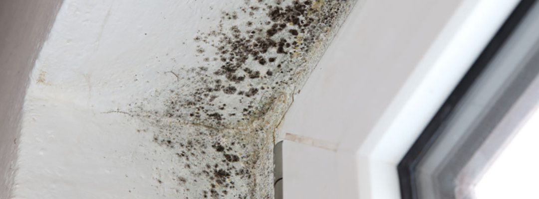 Five Reasons You’ll Want To Avoid Mold
