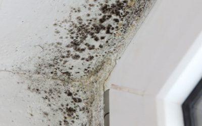 Five Reasons You’ll Want To Avoid Mold