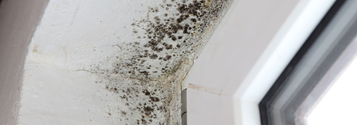 Nassau County Mold Remediation