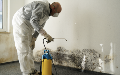 Mold Growth and How to Avoid it