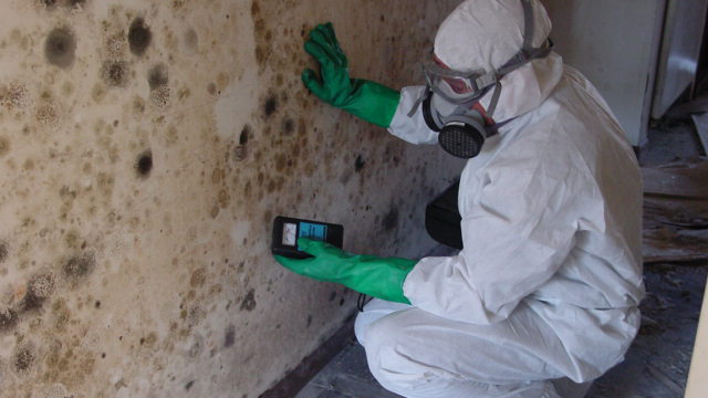 Why You Need Mold Remediation Services