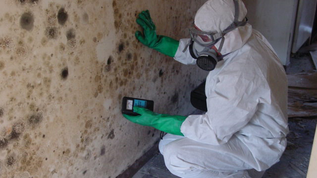 Mold Removal Services Boca Raton