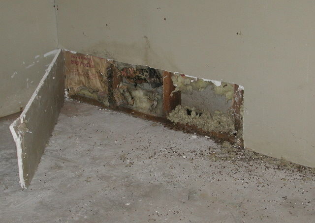 Mold Inside Your Walls
