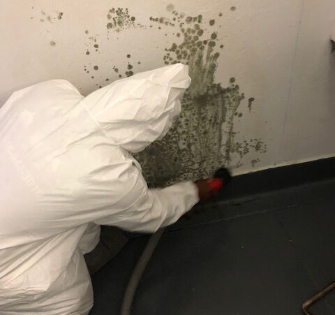 All Boro’s Mold Removal & Remediation services include…